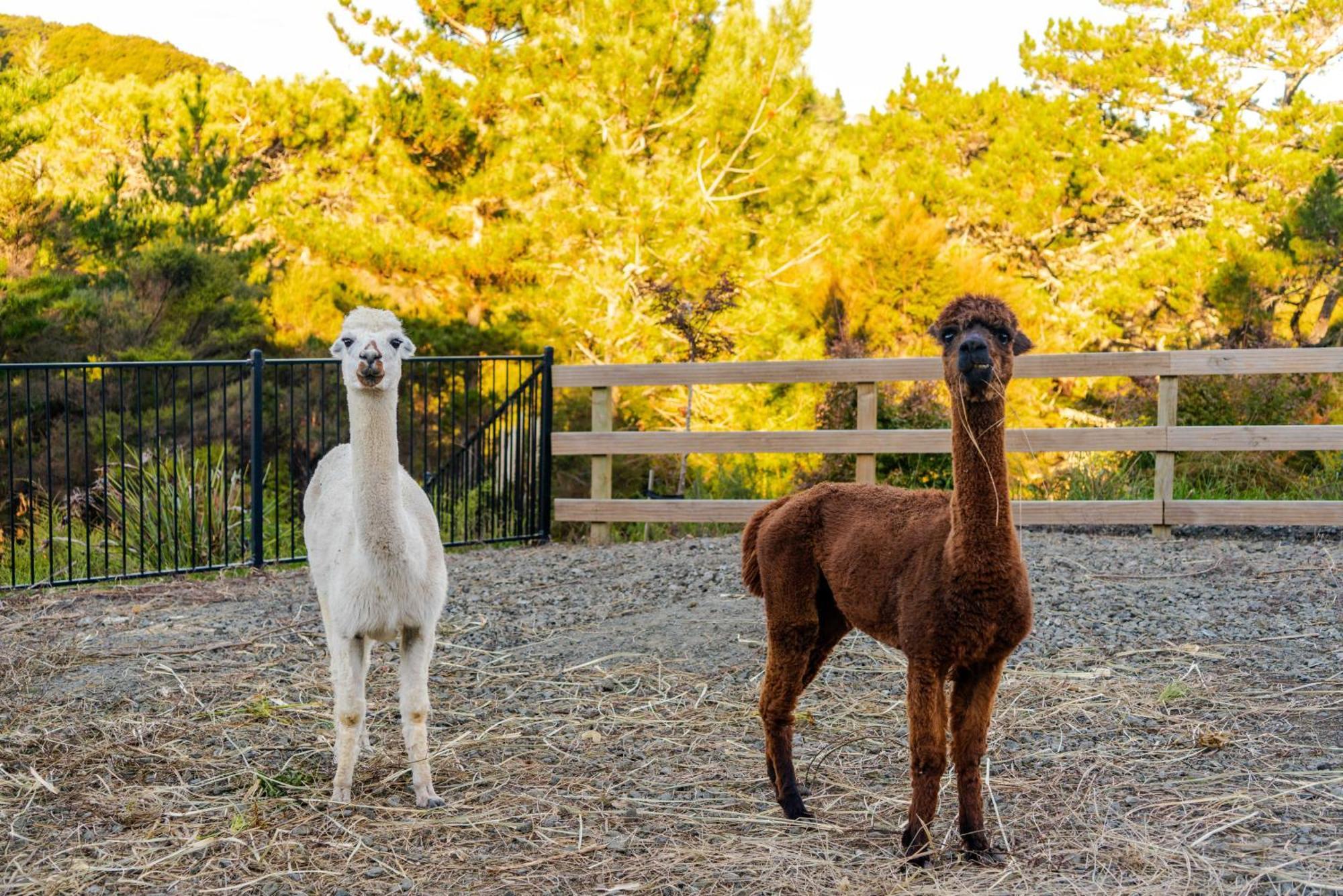 Apartamento Alpaca Manor Auckland Exterior foto